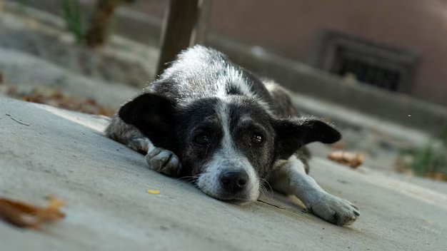 Food & Shelter to stray / abandoned